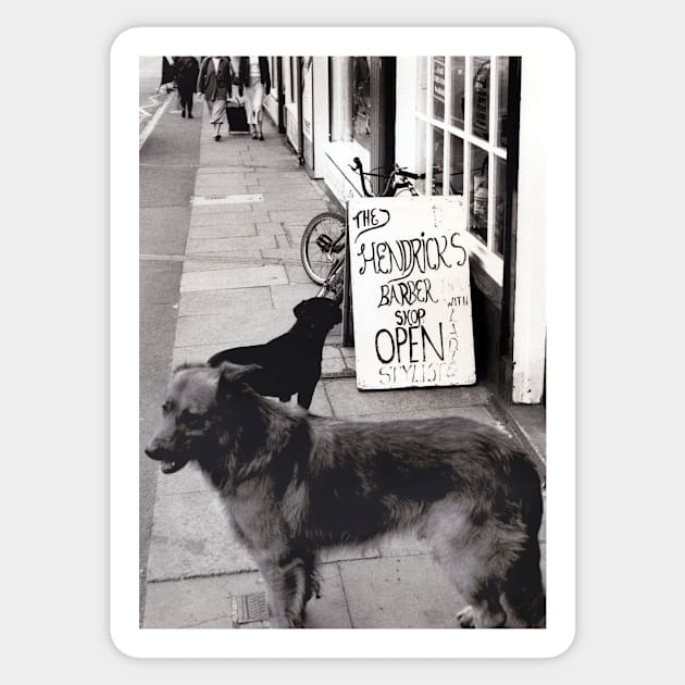 Dogs queuing for a haircut in Burslem, Stoke on Trent, UK - 1996 Sticker by richflintphoto